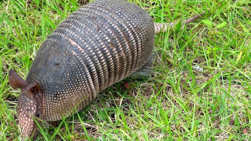 Armadillo Nedir? Özellikleri Nelerdir? Detaylı İnceleme 3 armadillo nedir ozellikleri nelerdir detayli inceleme