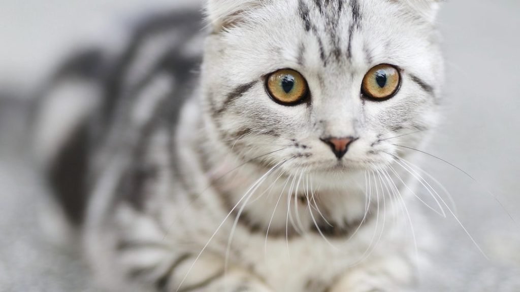 kedi miyavlamasi anlamlari kediniz ne anlatmak istiyor evcil hayvaninizla iletisim kurun